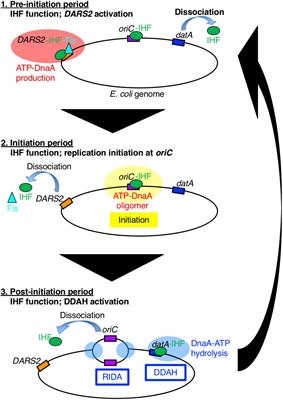 Read-through transcription of tRNA underlies the cell cycle-dependent dissociation of IHF from the DnaA-inactivating sequence datA